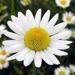 Heřmánek pravý - detail květu