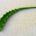 Aloe pravá (list)